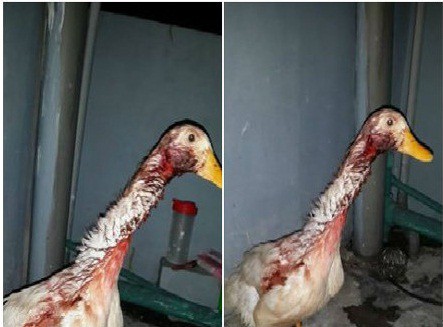 Nàng dâu Sài Gòn mất 2 tiếng đánh vật vặt lông ngan, sạch được lông thì cũng bay hết cả da khiến chị em xôn xao